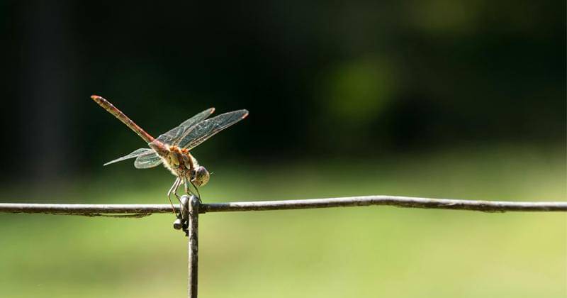 Pexels/Ylanite Koppens